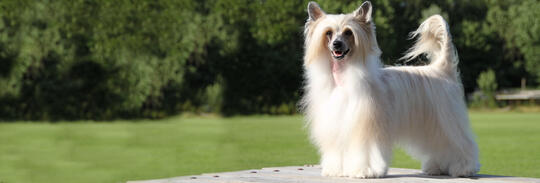 Bilde av en Chinese Crested Powder Puff hund