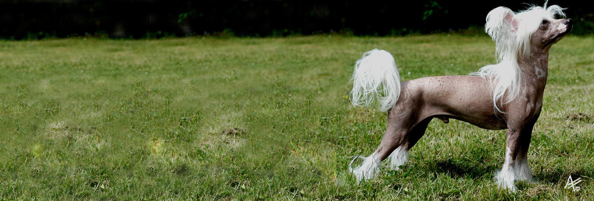 Foto: Annika Farstad Gildseth chinese crested stor