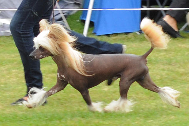 chinese crested liten