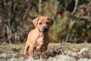 Rhodesian ridgeback