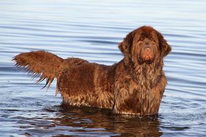 Newfoundlandshund