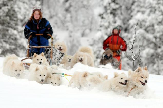 samojed