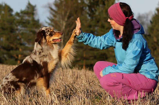 Australian shepherd