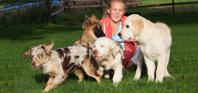 Foto: Vibeke Brath Australian shepherd, Tervueren, Clumber spaniel og Golden retriever valper