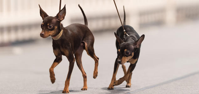 Foto: Ole Walter Sundlo Utstilling dogs 4 all