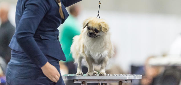 Hund på utstilling Hund på utstilling