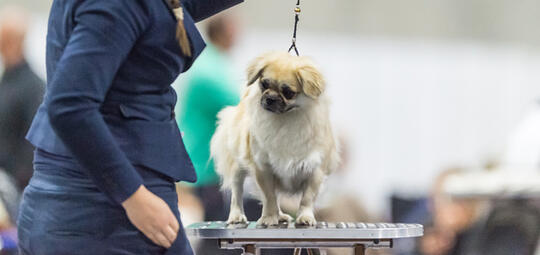 Hund på utstilling