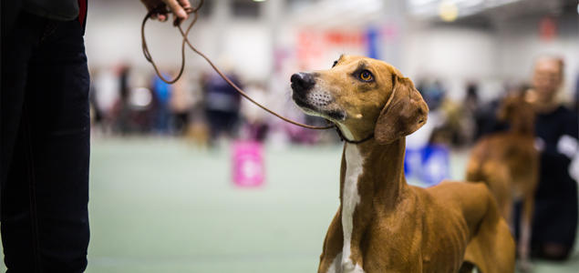 Foto: Cilje H A Moe Hund på utstilling
