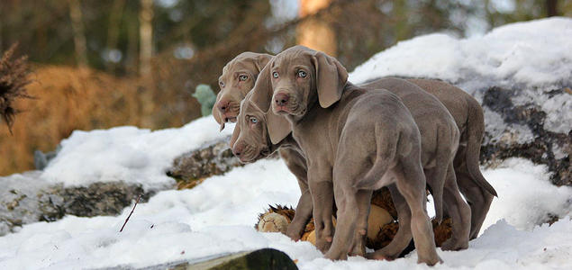 Foto: Merete Greaker Weimaraner valp