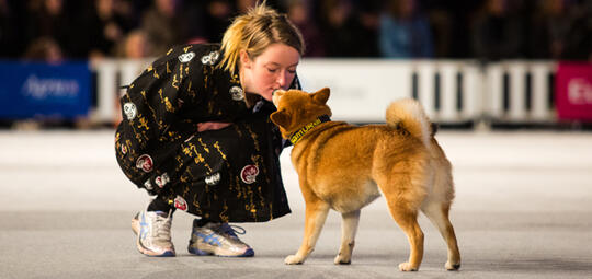 Hund som kysser dame