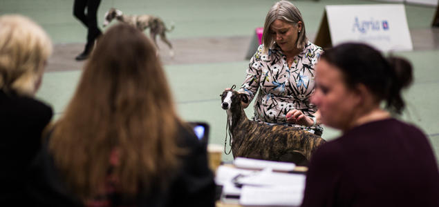 Foto: Cilje H A Moe Ringsekretær med wippet i ringen på Dogs4all