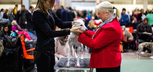 Foto: Cilje H A Moe Eksteriørdommer på dogs4all