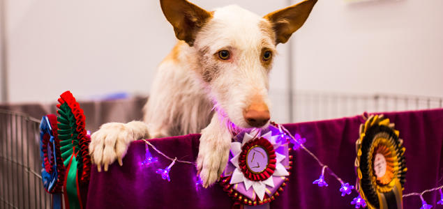 Hund på utstilling med rosetter Hund på utstilling med rosetter