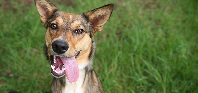 Foto: iStock Blandingshund