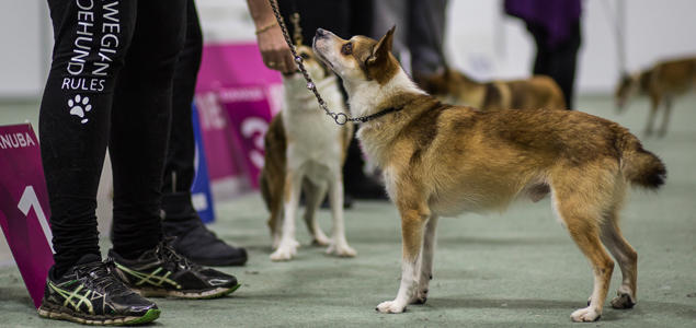 Foto: Cilje H A Moe Lundehund på utstilling