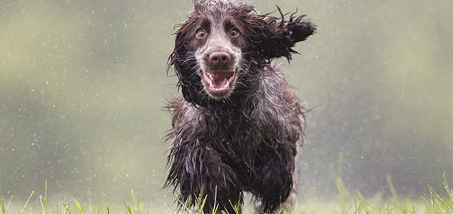 Foto: iStock Spaniel