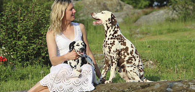 Foto: Vibeke Brath dalmatiner voksen og valp