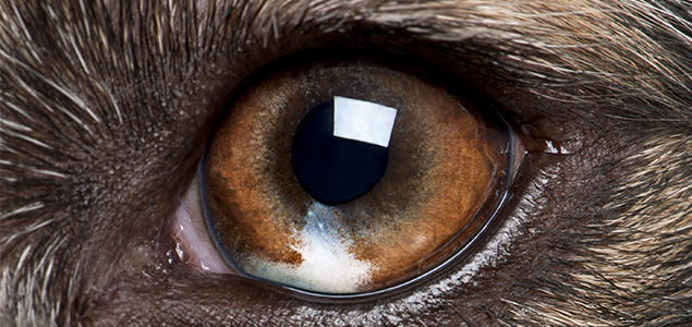 Foto: iStock Hundeøye