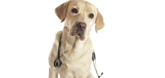 Foto: iStock Labrador med stetoskop