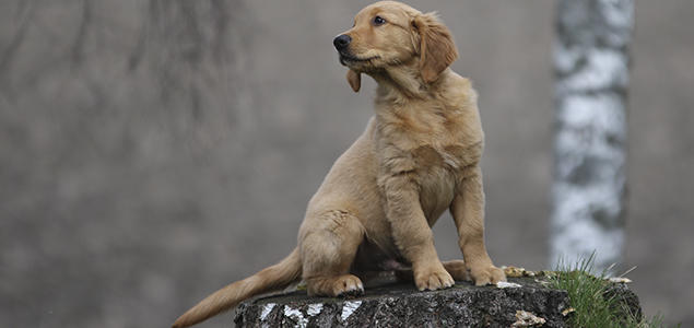 Foto: Vibeke Brath Golden retriever valp