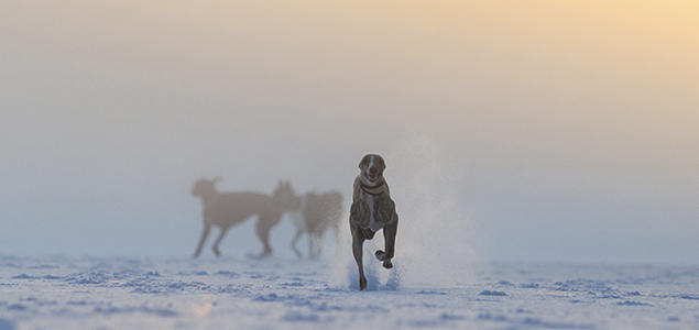 Foto: Cilje H. A. Moe Løpende whippet