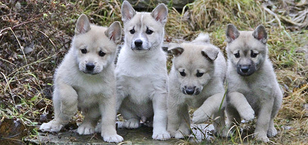 Foto: Vibeke Brath norsk buhund valper