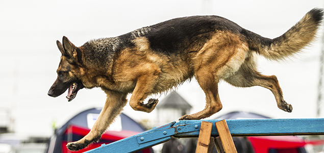 Foto: Cilje H.A. Moe schäferhund agility