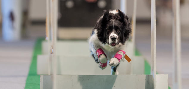 Foto: Ole Walter Sundlo Agility