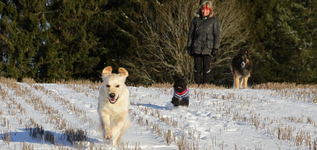 Foto: Vibeke Brath Glade frie hunder på jordet