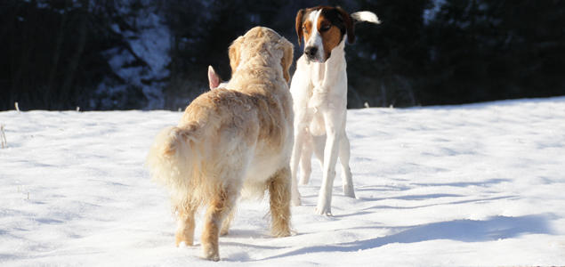 Foto: Vibeke Brath Møte mellom haldenstøver og golden retriever