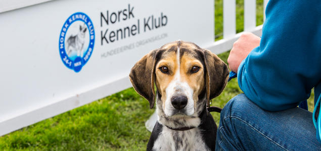 Foto: Cilje H A Moe Dunker på utstilling