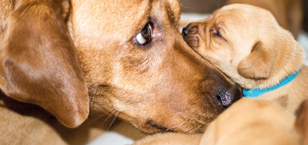 Foto: iStock Tispe og valp