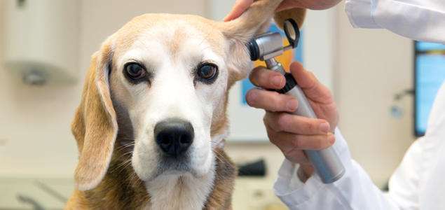Foto: iSTock Øreundersøkelse hos veterinær