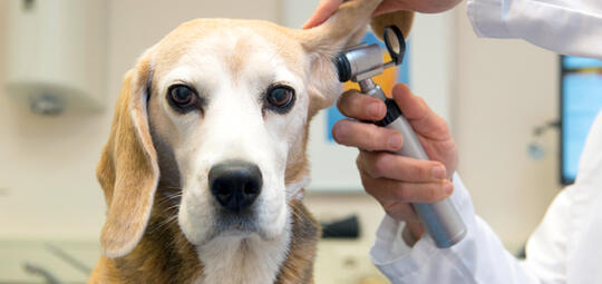 Øreundersøkelse hos veterinær
