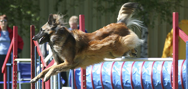 Foto: Merete Greaker Tuvueren agility