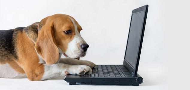 Foto: iStock Hund med laptop