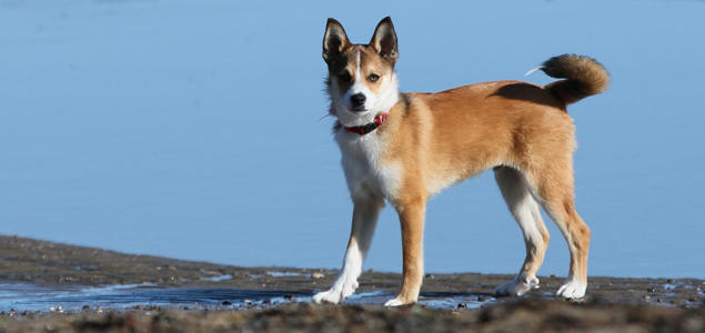 Foto: Vibeke Brath Lundehund