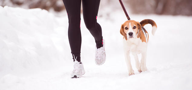 Foto: iStock Hund i bånd