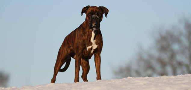 Foto: Vibeke Brath Boxer