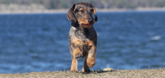 Foto: Vibeke Brath Dachshund
