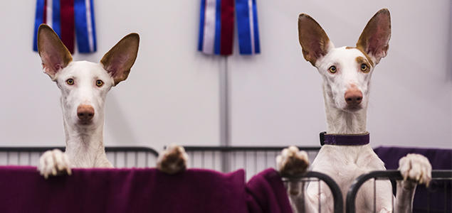 Foto: Cilje H.A Moe podenco ibicenco
