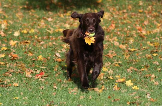 Høstbilde, flatcoat