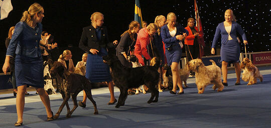 nordisk mesterskap juniorhandling dogs4all 2018