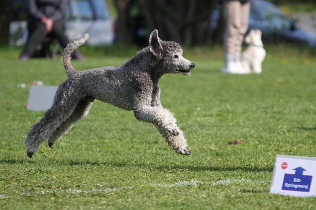 Hund på rallylydighetsstevne Hund på rallylydighetsstevne