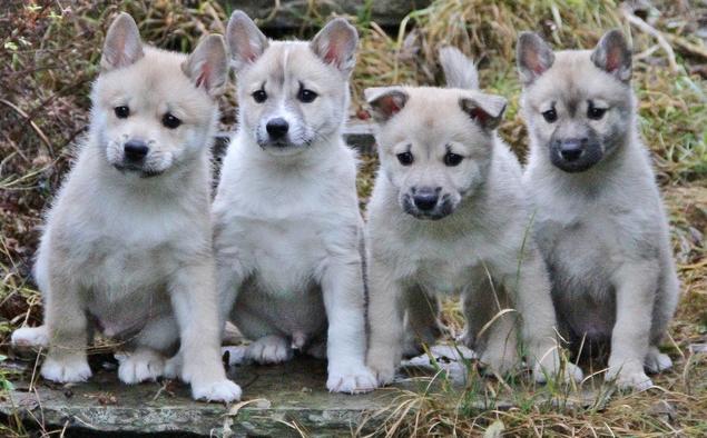 Illustrasjonsfoto: Vibeke Brath Buhund-valper, Vibeke Brath