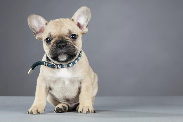 Fransk bulldog NKK Fransk bulldog NKK