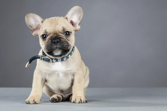 Fransk bulldog NKK
