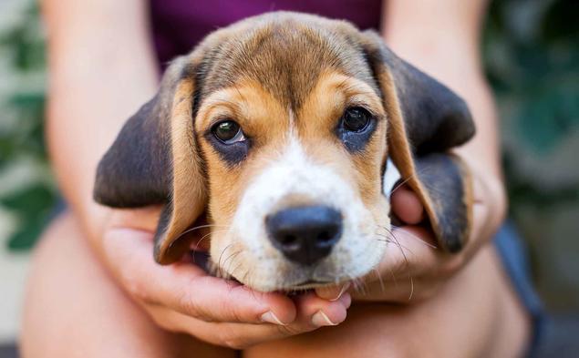 Sosialisering er avgjørende for et godt hundehold. Illustrasjonsfoto: iStock beagle valp