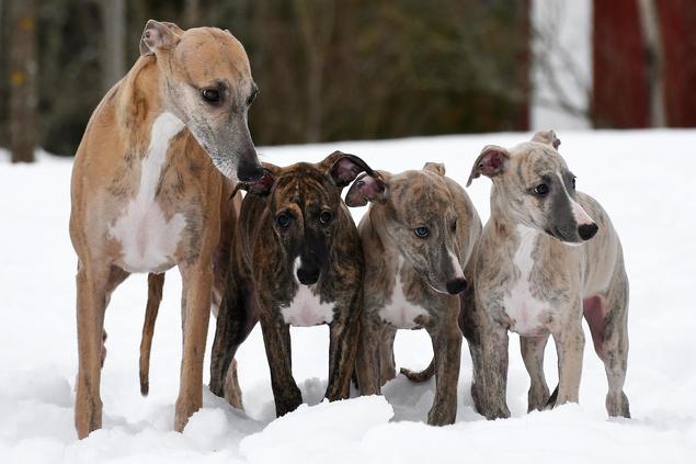 Whippet med valper. Foto: Vibeke Brath whippet med valper norsk kennel klub