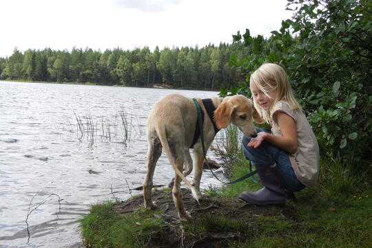 Saluki, hund og barn
